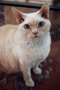 Close-up portrait of cat