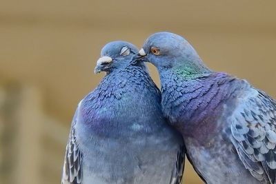 Close-up of bird