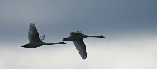 Low angle view of pelican flying against sky