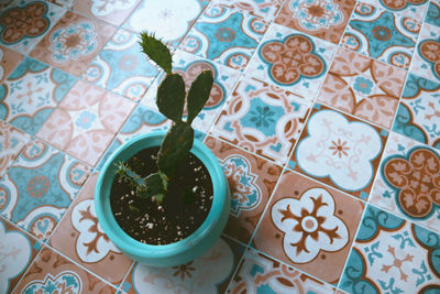 High angle view of succulent plant on floor