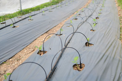 Drip water irrigation system for growing melon plant in farmland