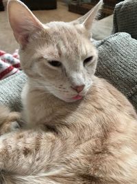 Close-up portrait of cat sitting