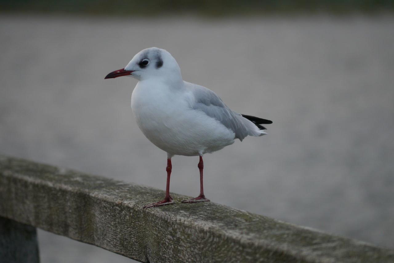 Eckernförde, Ostsee, Germany