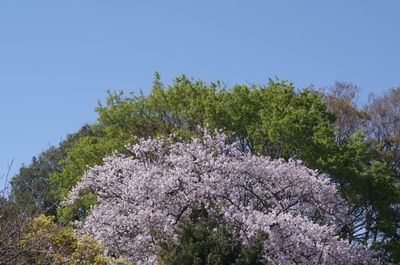 Low angle view of cherry blossom against clear sky