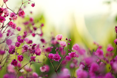 Close-up of pink flowering plant