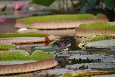 Birds in lake