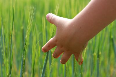 Cropped image of person hand on plant in field