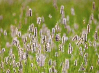 Close-up of insect on flower in field