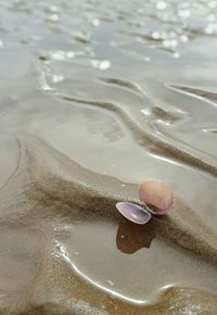 High angle view of seashell at beach