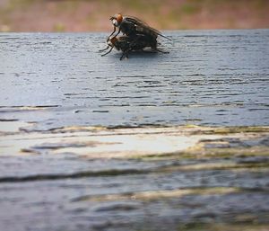 Close-up of snake on water