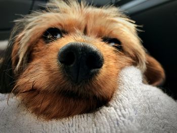 Close-up portrait of dog