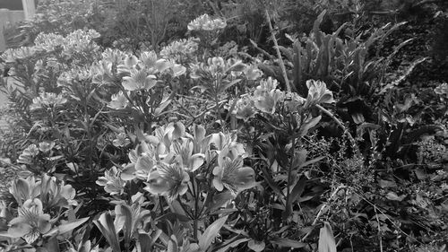 Flowers growing outdoors