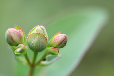 Close-up of flower buds