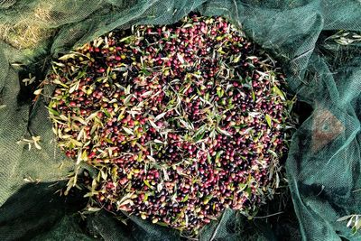 Close-up high angle view of flowers