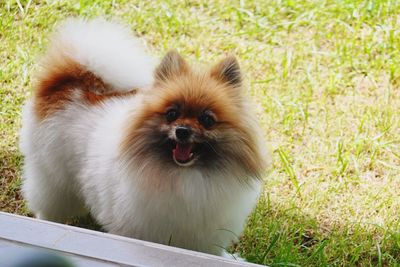 View of a dog on field