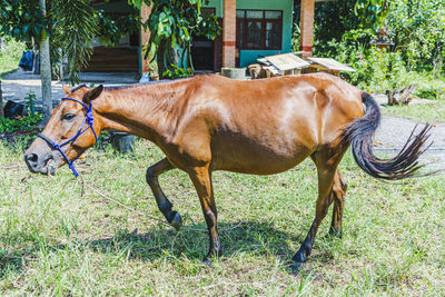 Horse in a field