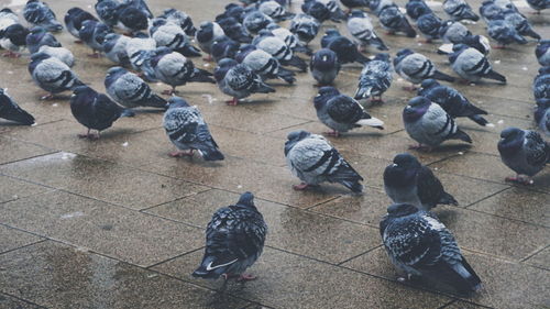 Pigeons on wet paved street