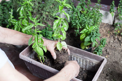 Cropped hands planting in garden