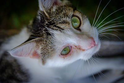 Cat with green eyes looking up