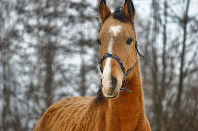 Close-up of a horse