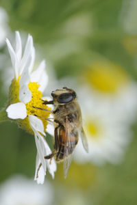 Close-up of bee pollinating on daisy