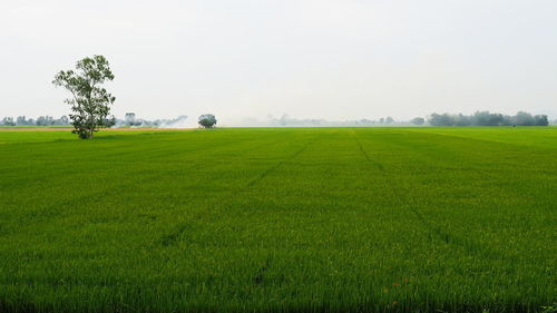 Scenic view of agricultural field against sky