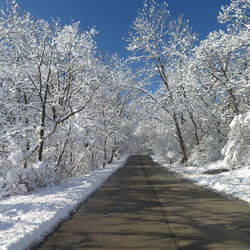 Snow covered trees