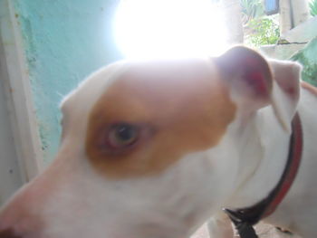 Close-up portrait of a dog