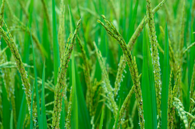 Ripe rice close up, ear of rice nature background