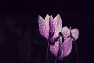 Close-up of wet pink flower at night