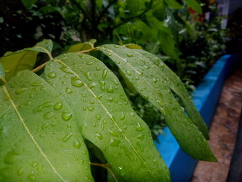 Close-up of raindrops on leaves