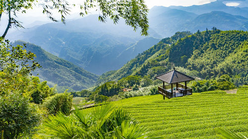 Scenic view of tea field against mountains