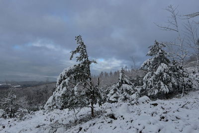 Snow covered land and trees against sky during winter