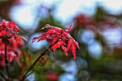 Close-up of red flower against blurred background