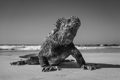 Close-up of lizard on beach against clear sky