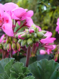 Close-up of pink flower