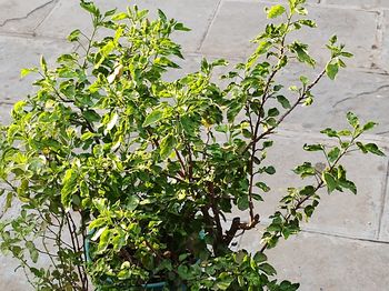 High angle view of ivy growing on wall