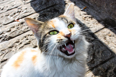 Close-up portrait of a cat