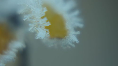 Close-up of snow