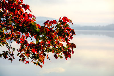 Low angle view of tree against sky during autumn