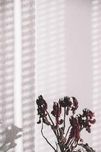 Close-up of red flowering plant against blurred background