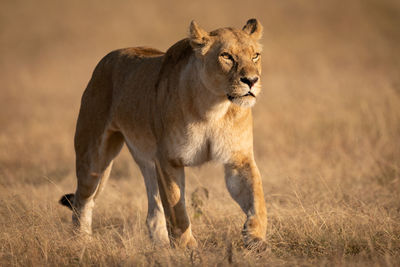 Lioness walking on grassy field