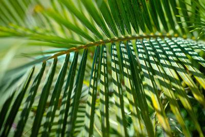 Low angle view of palm tree