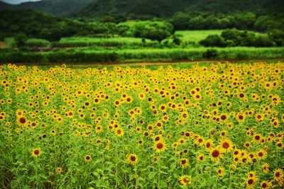 View of flowering plants on field