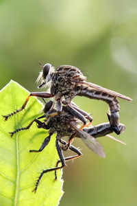 Close-up of insect on plant