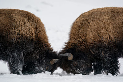 Strong wood bisons, bison bonasus, fighting on snow