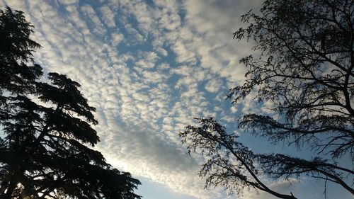 Low angle view of silhouette tree against sky