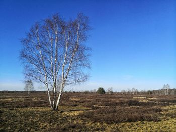 Bare tree on field against clear sky