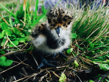 Close-up of young bird on field