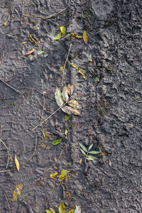 High angle view of dry leaves on land